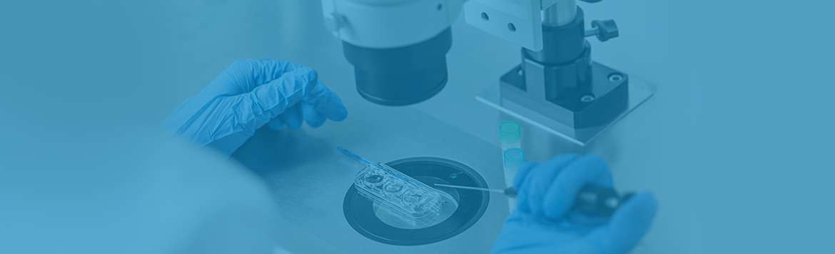 Blastocyst / Embryo Transfer