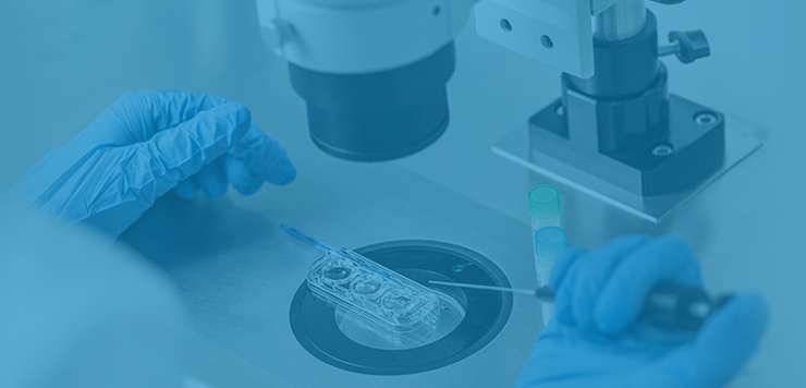 Blastocyst / Embryo Transfer