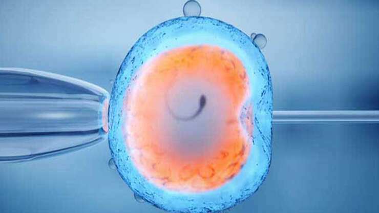 Blastocyst / Embryo Transfer